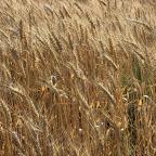 Day 7 Walla Wall to Lewiston